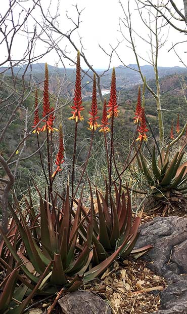 aloes at lanner